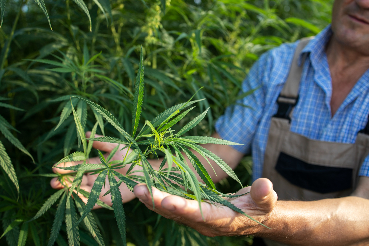 Outdoor Cannabis Cultivation Guide for Australia